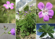 Morphology of Geranium sylvaticum L.