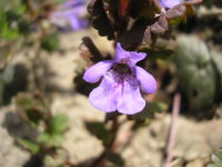 Glechoma hederacea JuliaKruse 4.jpg