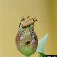 Macrodactylus subspinosus IPM1234029.jpg