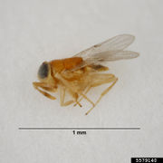 Acerophagus papayae IPM5579140.jpg