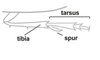 Delphacide tibia ENG.jpg