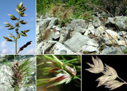 Poa bulbosa L. subsp. bulbosa – Morphology