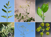 Morphological summary of Pastinaca sativa L. subsp. sativa (photos Andrea Moro)