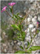 Epilobium hirsutum L.