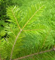 Abies grandis (Douglas ex D. Don) Lindl. – Photo: Andrea Moro 2007, Dryades TSB45554.jpg