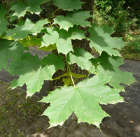 Acer platanoides L. – Photo: Andrea Moro 2008, Dryades TSB54512.jpg