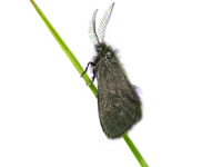 Epichnopterix plumella MK weißer-HG.png