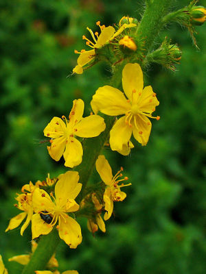 Agrimonia eupatoria 002.JPG