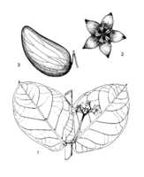 Calotropis procera PROTA drawing.png