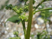 Chenopodium album JuliaKruse.jpg