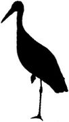 Ciconia-ciconia silhouette TTrilar-PMSL.jpg