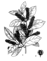 Combretum micranthum PROTA drawing.png