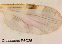 Culicoides scoticus Parasite 2017.png