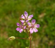 Flowers of Erodium cicutarium (L.) L'Hér.