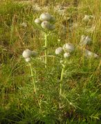 Plant portrait of Cirsium eriophorum (L.) Scop. subsp. eriophorum (photo Andrea Moro 2006)