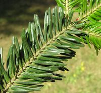 Abies alba Mill. – Photo: Andrea Moro 2007, Dryades TSB46102.jpg