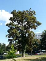 Acer pseudoplatanus L. – Photo: Andrea Moro 2008, Dryades TSB57098.jpg