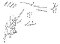 Fusarium lactis Persoonia 2021.jpg