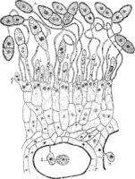 Gymnosporangium Sabinae (Dicks.) Wint. Abb1005 (Gäumann 1959, Rostpilze Mitteleuropas).png