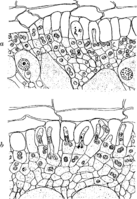 Gymnosporangium clavariaeforme (Jacq.) DC. Abb0998 (Gäumann 1959, Rostpilze Mitteleuropas).png