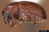 Pagiocerus frontalis IPM5477357.jpg