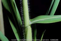 Panicum miliaceum IPM5386185.jpg