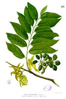 Cananga odorata Blanco1.221.jpg