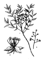 Clausena anisata PROTA drawing.png