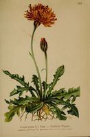 Crepis aurea -001.jpg