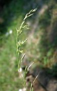 Spike of Arrhenatherum elatius (L.) P. Beauv. ex J. Presl & C. Presl subsp. elatius (photo Andrea Moro 2004)