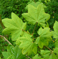 Acer japonicum Thunb. – Photo: Andrea Moro 2008, Dryades TSB54565.jpg