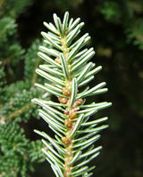 Abies nebrodensis (Lojac.) Mattei – Photo: Andrea Moro 2008, Dryades TSB58426.jpg