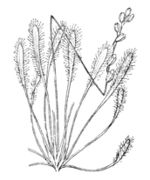 Schematic drawing of Drosera anglica Huds.