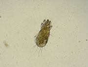 Grain mite 1.JPG