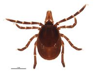 Ixodes affinis BOLDSystems.jpg