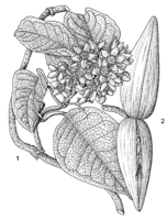 Linedrawing Mondia whitei.gif