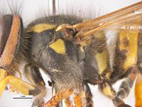 Vespula germanica PaDIL136373b.jpg