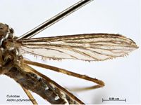 Aedes polynesiensis PaDIL140525d.jpg