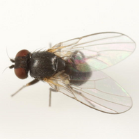 Agromyza pseudoreptans BugGuide.png