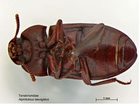 Alphitobius laevigatus PaDIL140482d.jpg