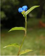 Commelina communis L.