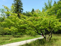 Acer cissifolium (Siebold & Zucc.) K. Koch – Photo: Andrea Moro 2007, Dryades TSB45609.jpg