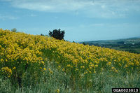 Hypericum perforatum IPM0023013.jpg