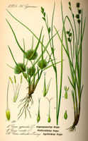 Illustration Carex remota0.jpg