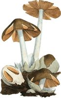 1797 Volvariella volvacea Sowerby.jpg