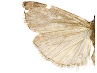 Acrobasis pyrivorella PaDIL136298b.jpg