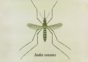 Aedes vexans.png