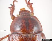 Antitrogus planiceps IPM5462257.jpg