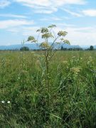 Habitat of Angelica sylvestris subsp. sylvestris