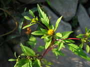 Bidens frondosa JuliaKruse 5.jpg